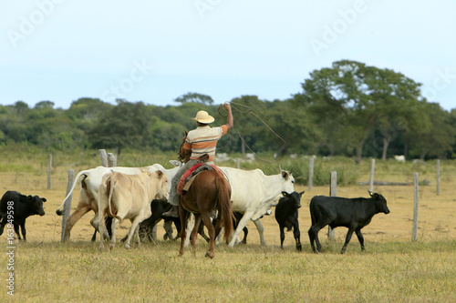 Fazenda de gado - MS © Cesar Machado