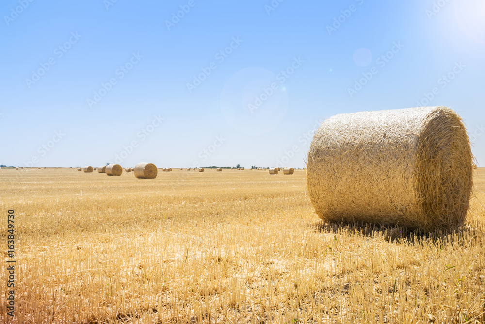 Round bales of straw at the field, harvest, ukraine