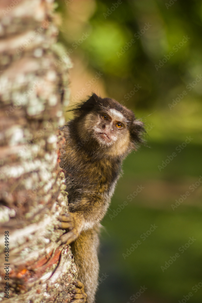 Obraz premium Small monkey holding a tree trunk