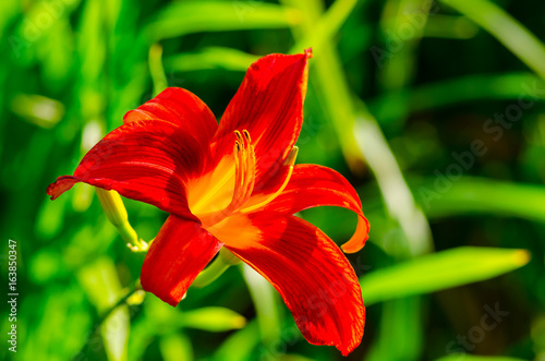 Bright red and yellow daylily with pollen covered stamen highlighted against green leaves 
