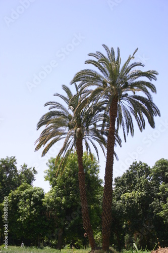 Palmiers  © Soniah