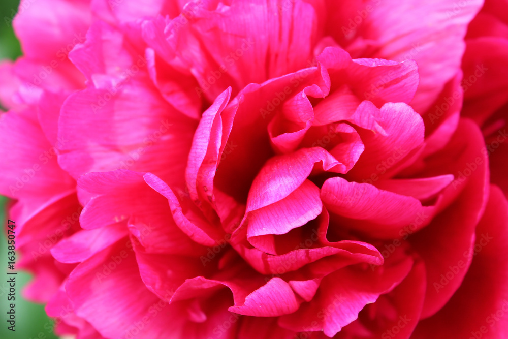 Bright, crimson peony flower closeup. Pink Bud of rose with open petals..