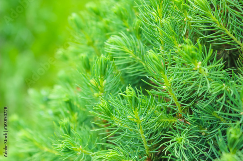 Decorative fir needles close up. Green pine background..