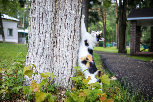 cat sharpens their claws