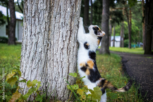 cat sharpens their claws