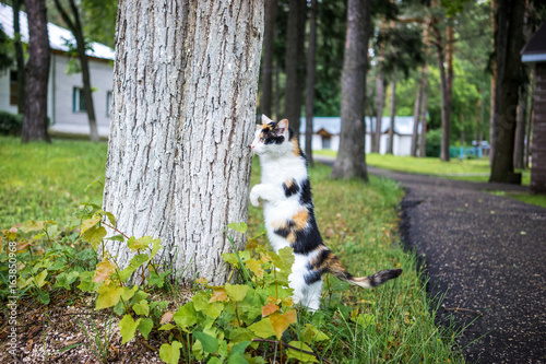 cat sharpens their claws