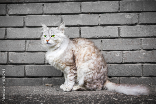 Gray cat on brick wall background