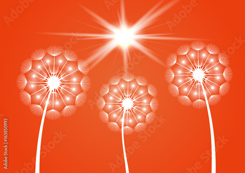Fototapeta Naklejka Na Ścianę i Meble -  Three dandelion silhouettes in vector