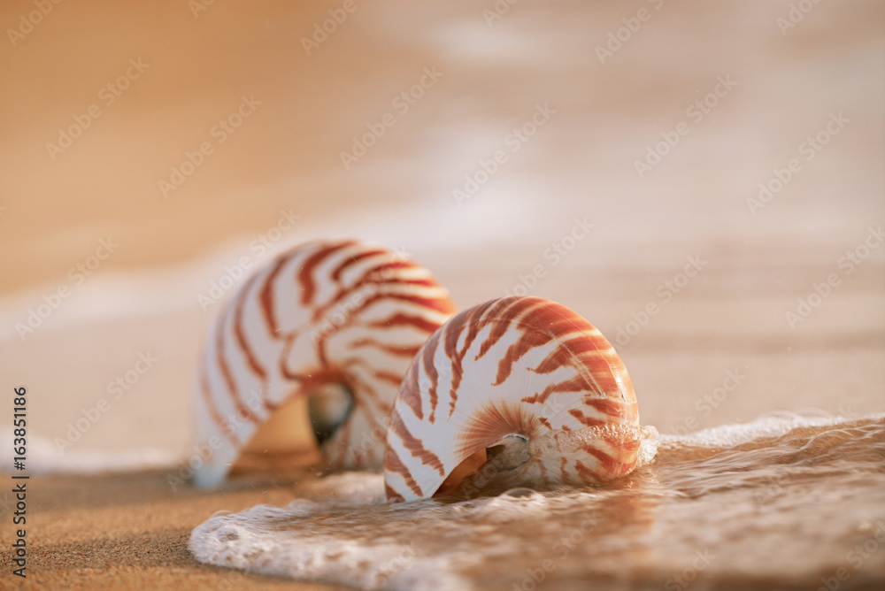 seashell nautilus on sea beach with waves under sunrise sun light seashell nautilus on sea beach with waves under sunrise sun light
