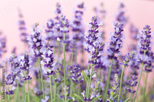Lavender flowers. © gitusik