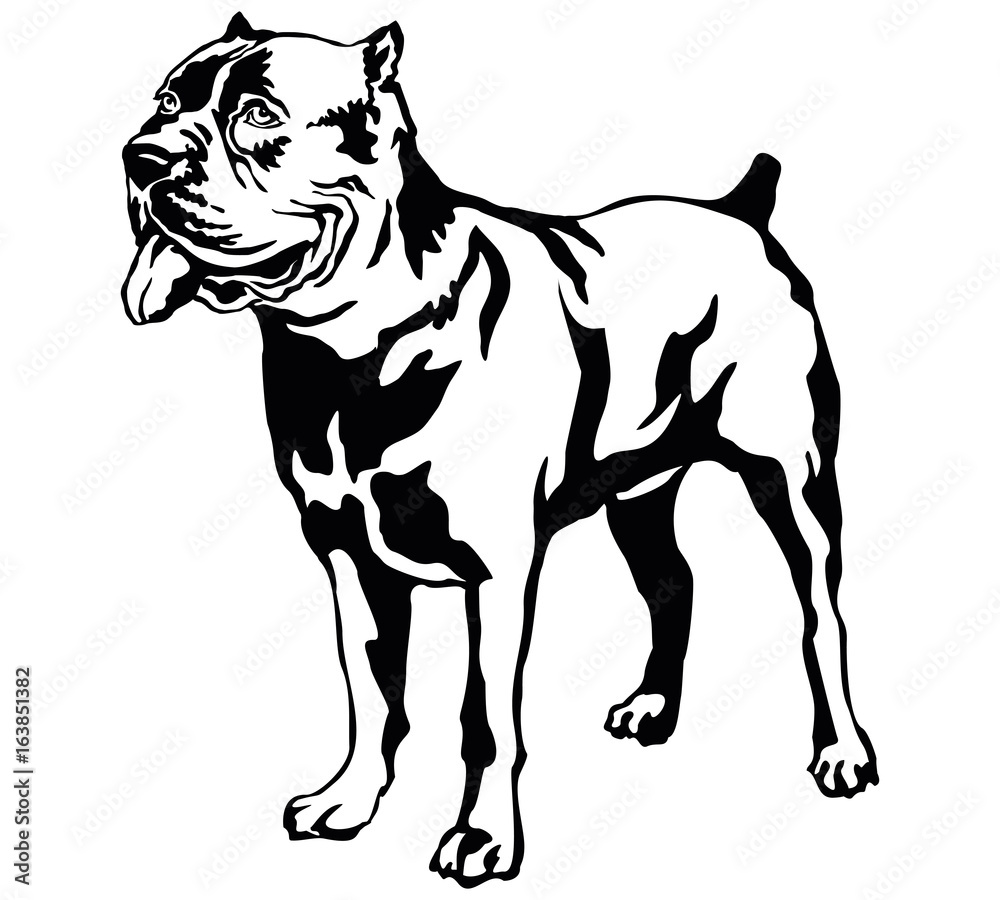 Decorative standing portrait of dog Cane corso italiano, vector illustration