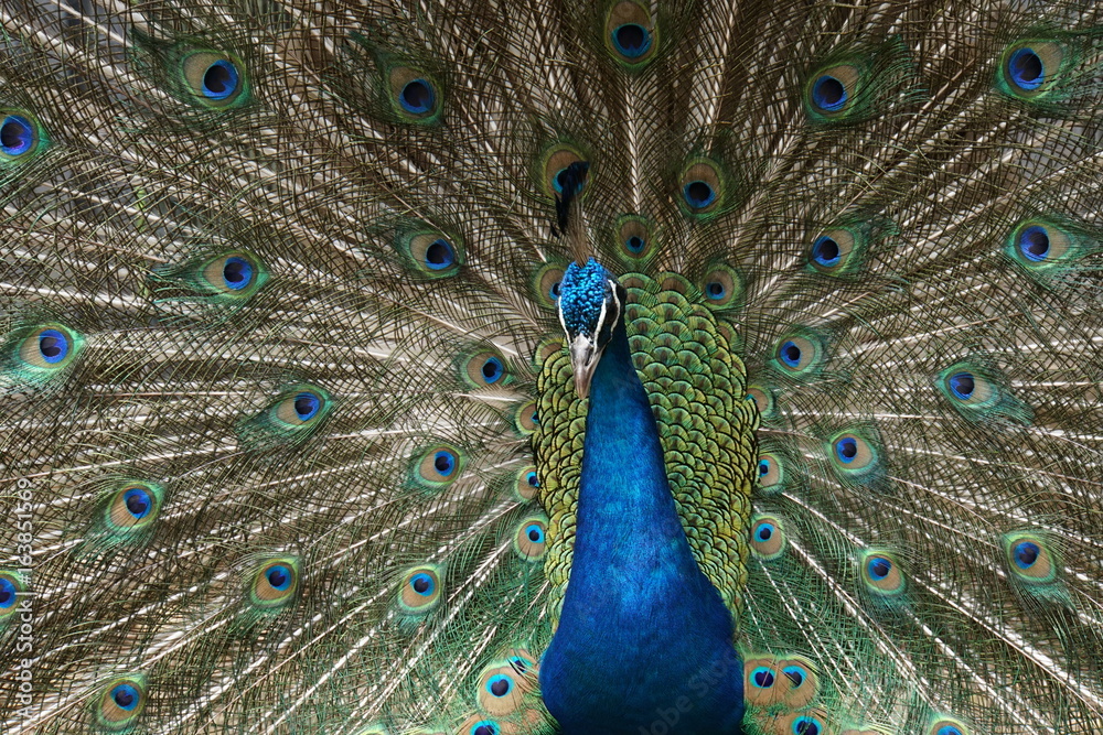 Obraz premium インドクジャク