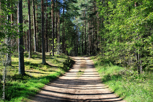 View of the forest road in the sunny day