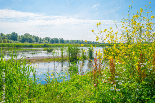Fototapeta Naklejka Na Ścianę i Meble -  Wild flowers along a lake in summer