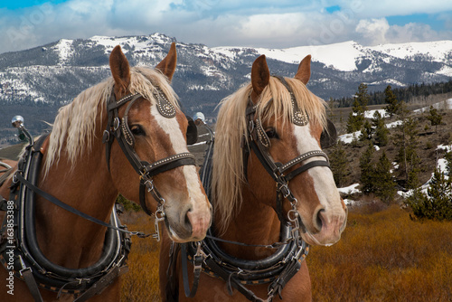 Fototapeta Naklejka Na Ścianę i Meble -  Team of Belgian draft horses in harness ready to be hitched to a wagon