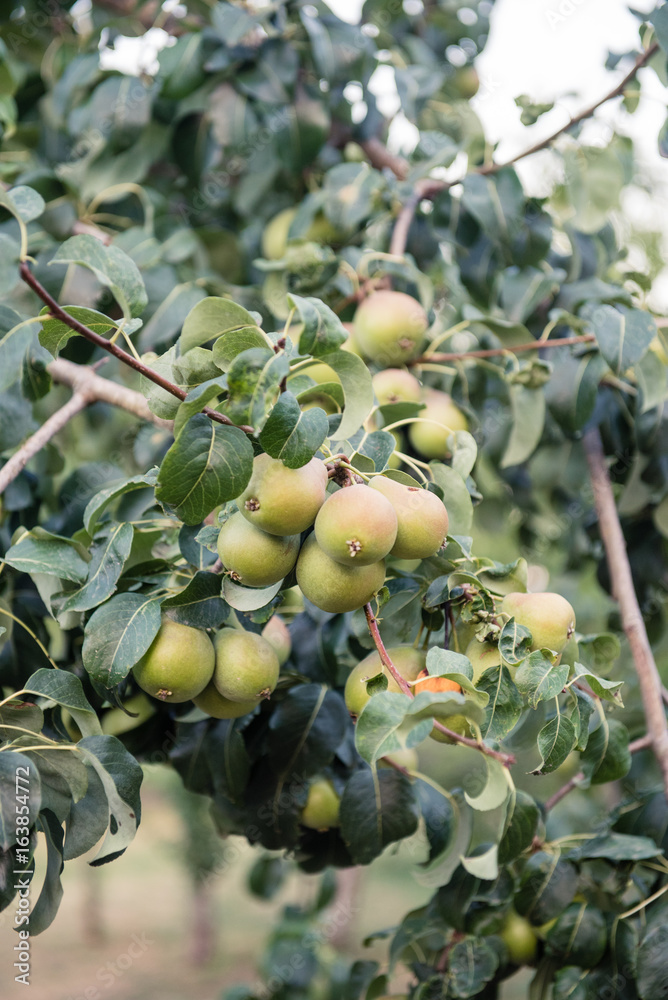 Pears green fruit unripe on tree branch