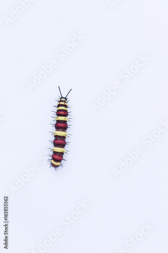 Caterpillar on white bacground., close up caterpillar photo