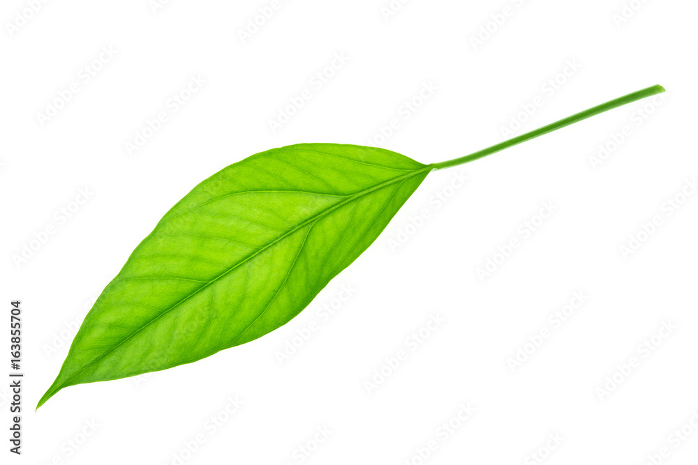 Obraz premium Green leaf isolated on white background.