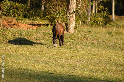 horse grazing during golden hour © marcos
