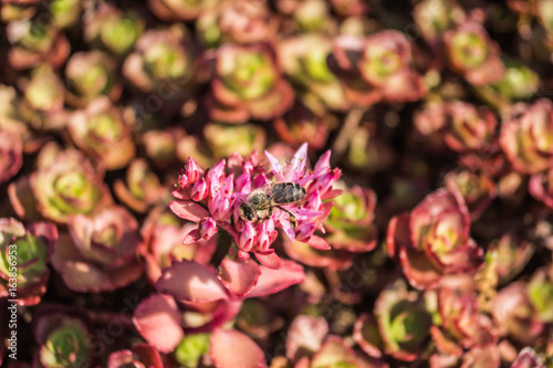 Bodendecker-Fetthenne mit Biene