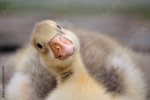 gosling or duckling looking funny photo