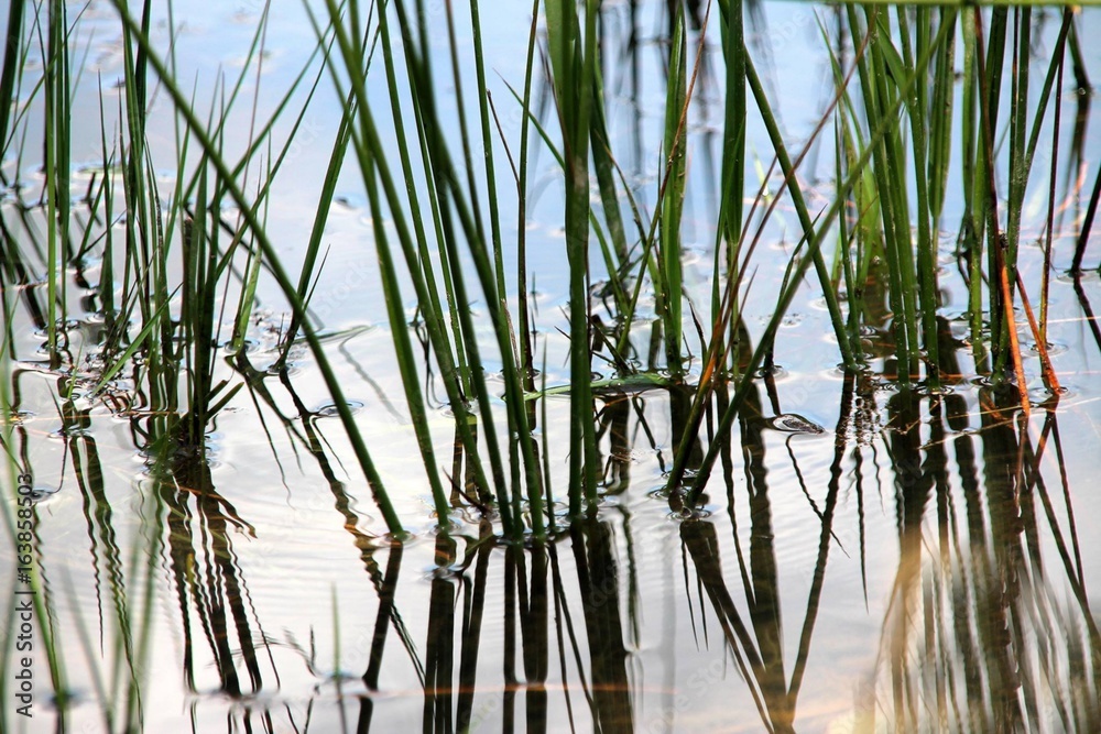 Obraz premium nature zen/lac de monsalut (Gironde -France)