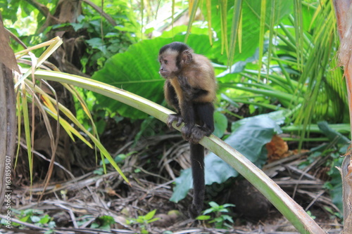 Singe Saimiri en train de manger sur une branche. Iles du Salut