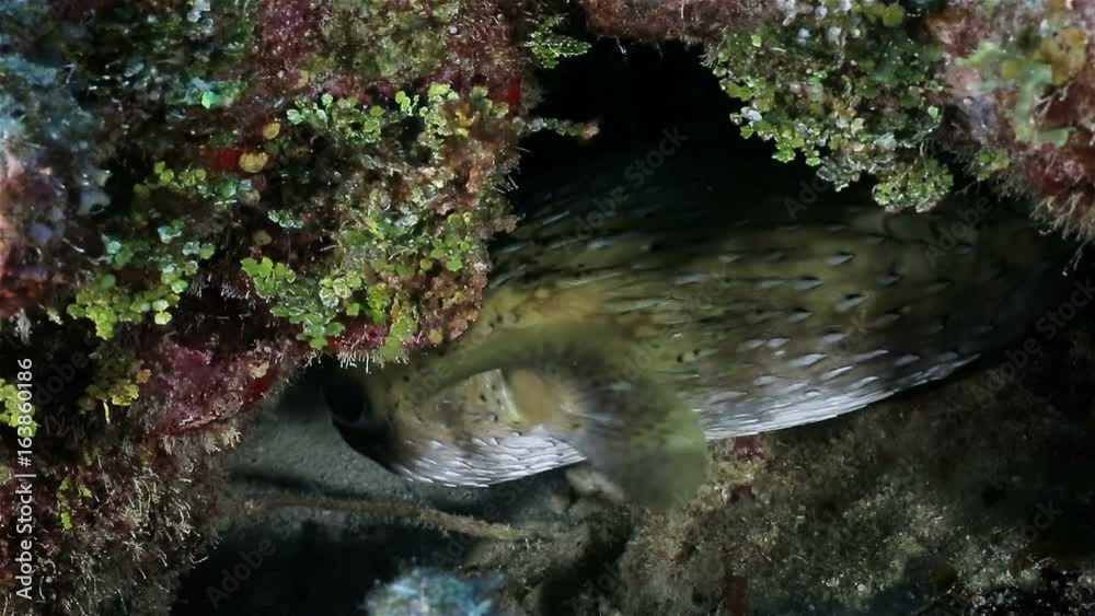 A porcupine fish in the hole inside the reef, Cuba, Caribbean sea A porcupine fish in the hole inside the reef, Cuba, Caribbean sea