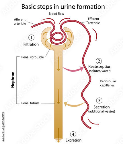 Formation of urine