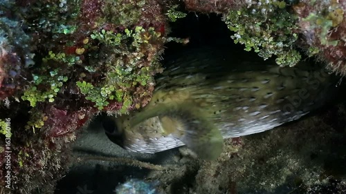 A porcupine fish in the hole inside the reef, Cuba, Caribbean sea photo