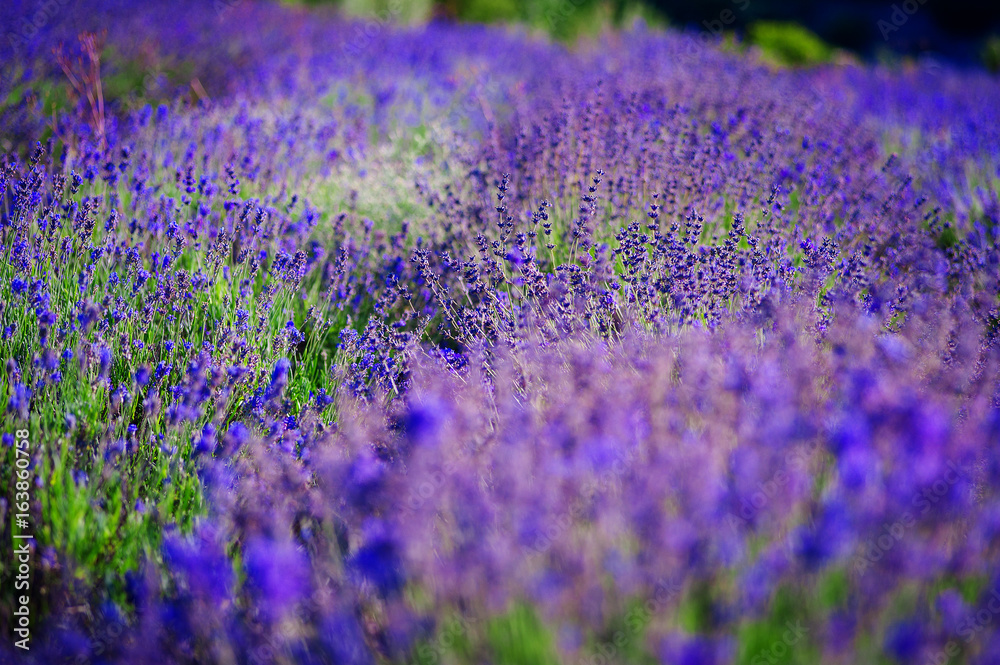 Naklejka premium Lavender Field in the summer