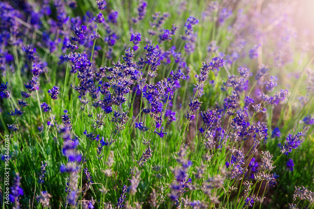 Fototapeta premium Agricultural field with ripe violet lavender crops before harvesting close up.
