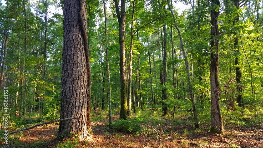 Obraz premium Florida Woods