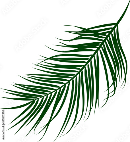 Vector illustration of coconut palm tree branch.