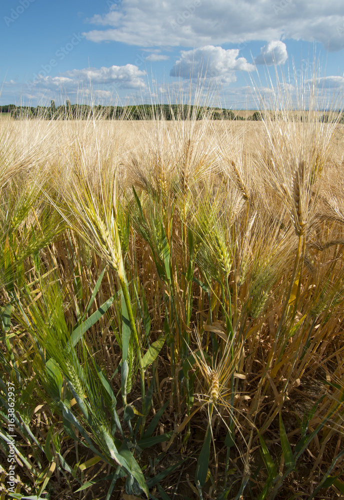 Obraz premium Wheat field sunny day summer texture