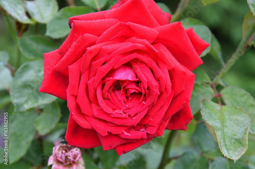 Rose red after the rain