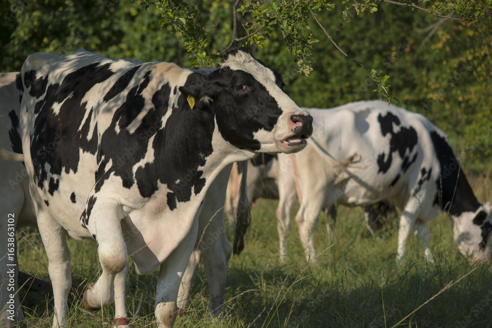 cattle bio cow on a field cattle bio cow on a field