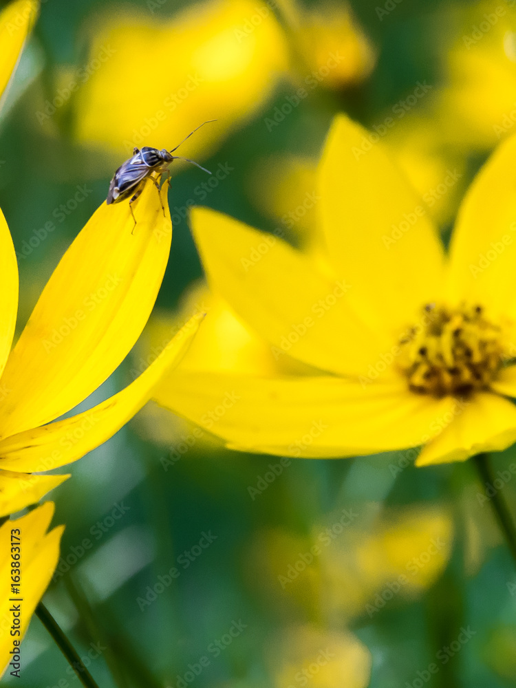 Obraz premium Insect on Coreopsis flower