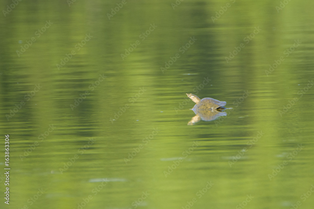 Fototapeta premium Tortoise