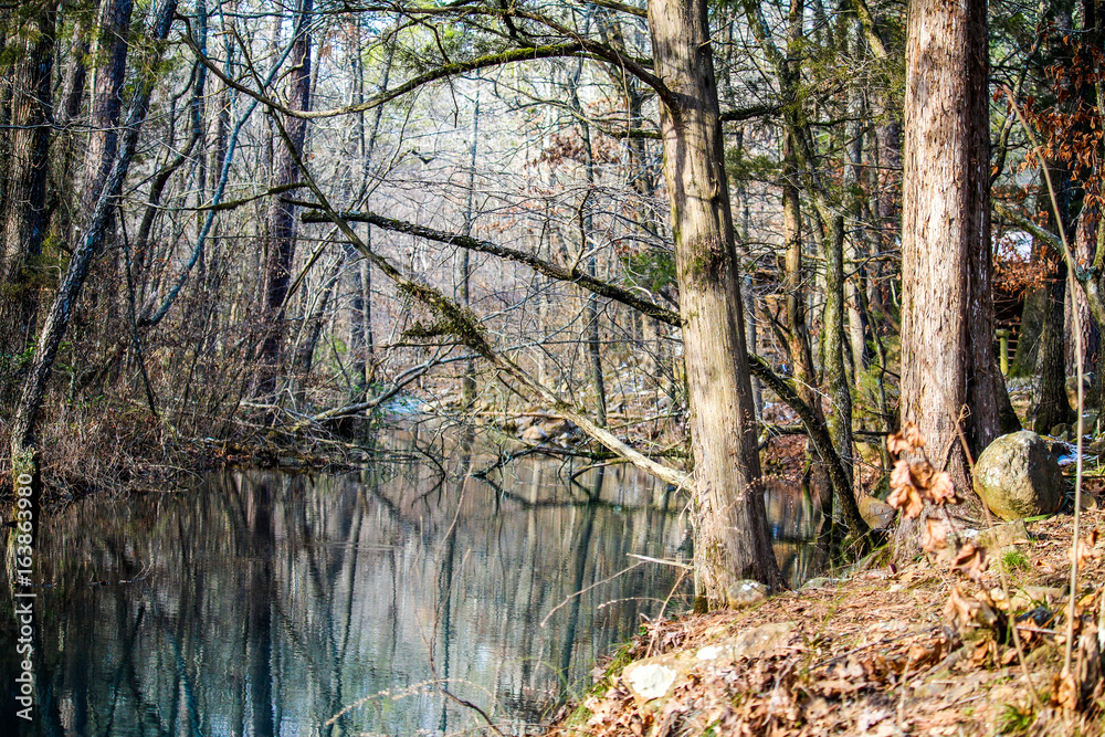 River Creek in a Lush Forest with Thick Trees in a Remote Mountain Area River Creek in a Lush Forest with Thick Trees in a Remote Mountain Area