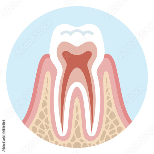 Tooth cross section - Healthy