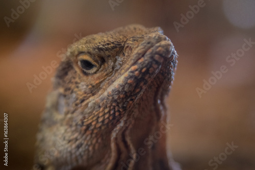 Grumpy lizard face