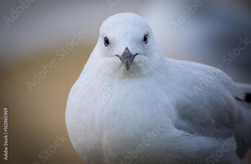 Seagull looking at camera © Tobias