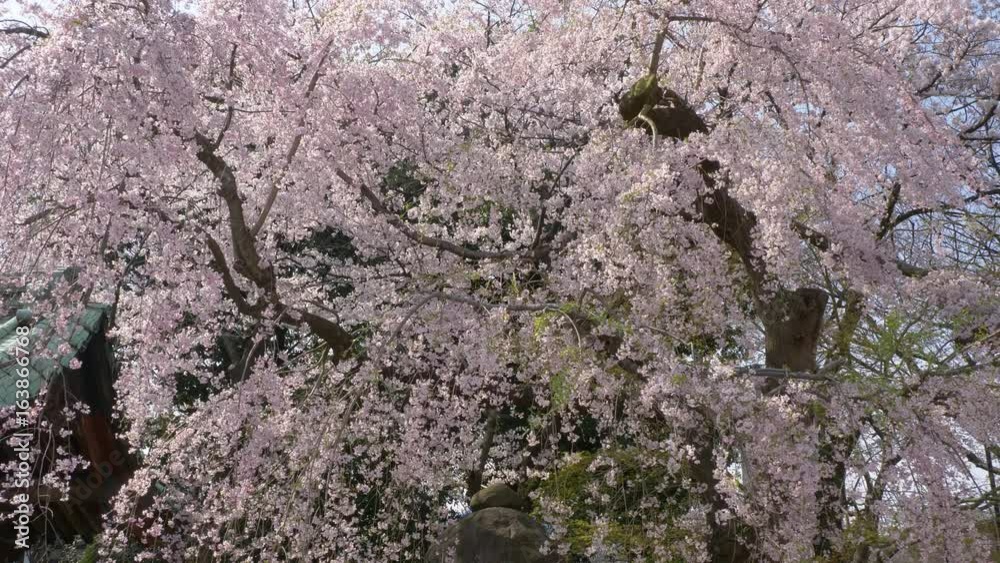 桜2017_40 桜2017_40