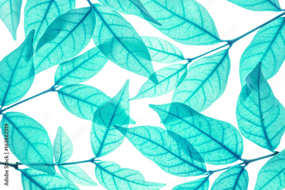 Closeup art tone of fresh blue leaves isolated on white background Closeup art tone of fresh blue leaves isolated on white background