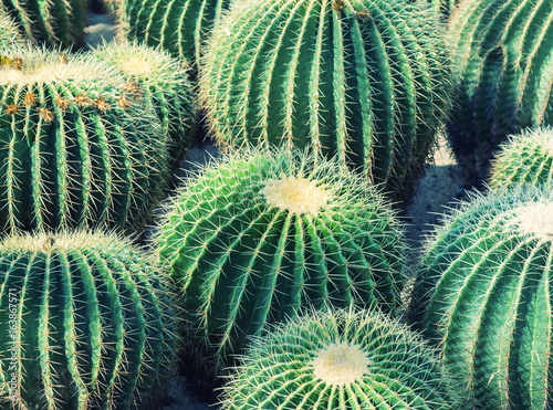 cactus close up