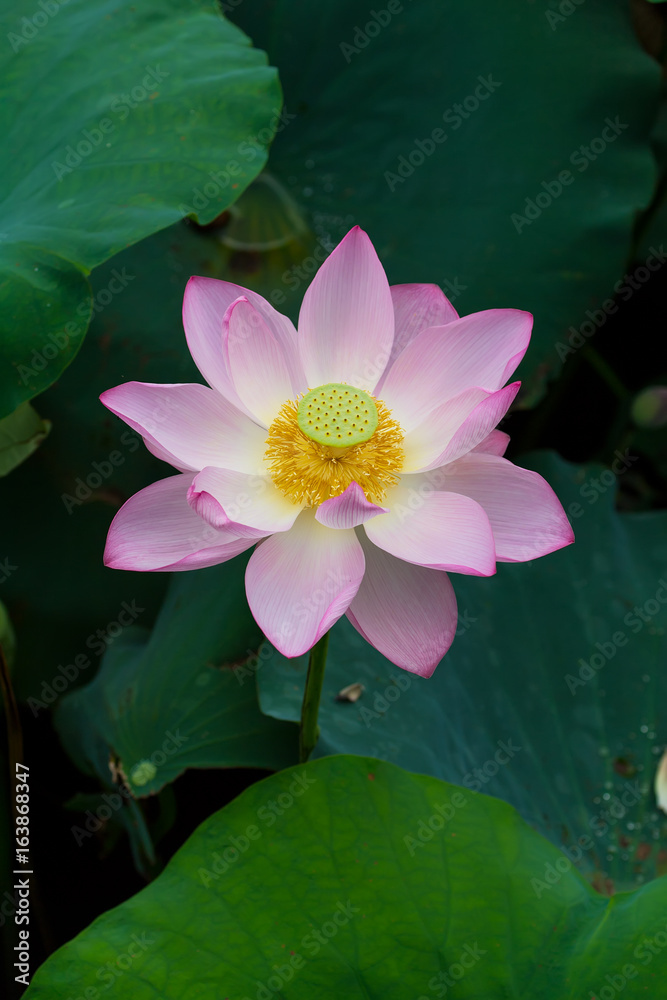 Lotus flower and Lotus flower plants Lotus flower and Lotus flower plants