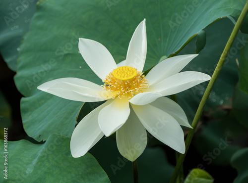 Lotus flower and Lotus flower plants