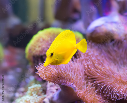 Fototapeta Naklejka Na Ścianę i Meble -  zebrasoma salt water aquarium fish
