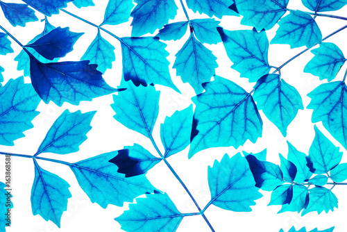 Closeup art tone of fresh blue leaves isolated on white background
